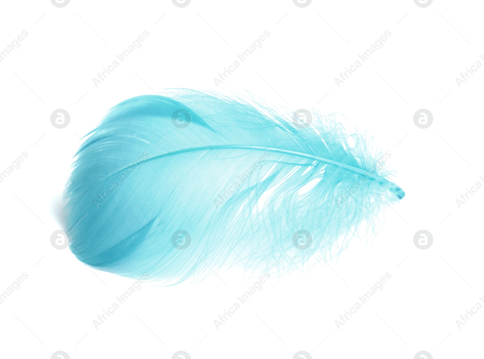 Photo of One fluffy light feather isolated on white