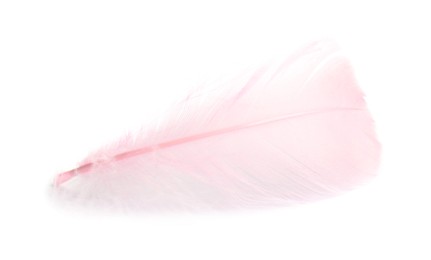 Photo of One fluffy light feather isolated on white