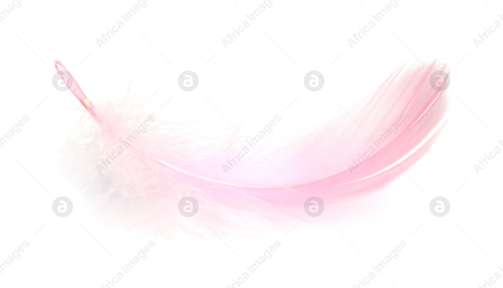 Photo of One fluffy light feather isolated on white