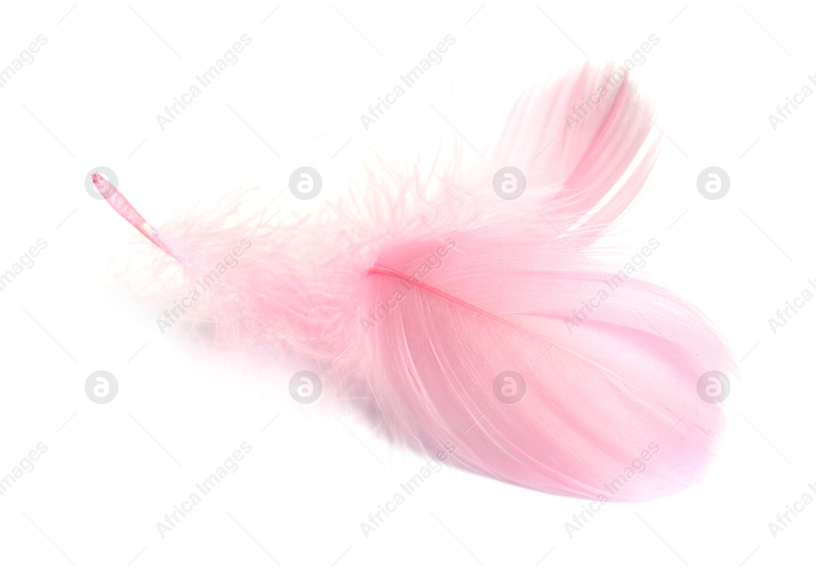 Photo of Two fluffy light feathers isolated on white