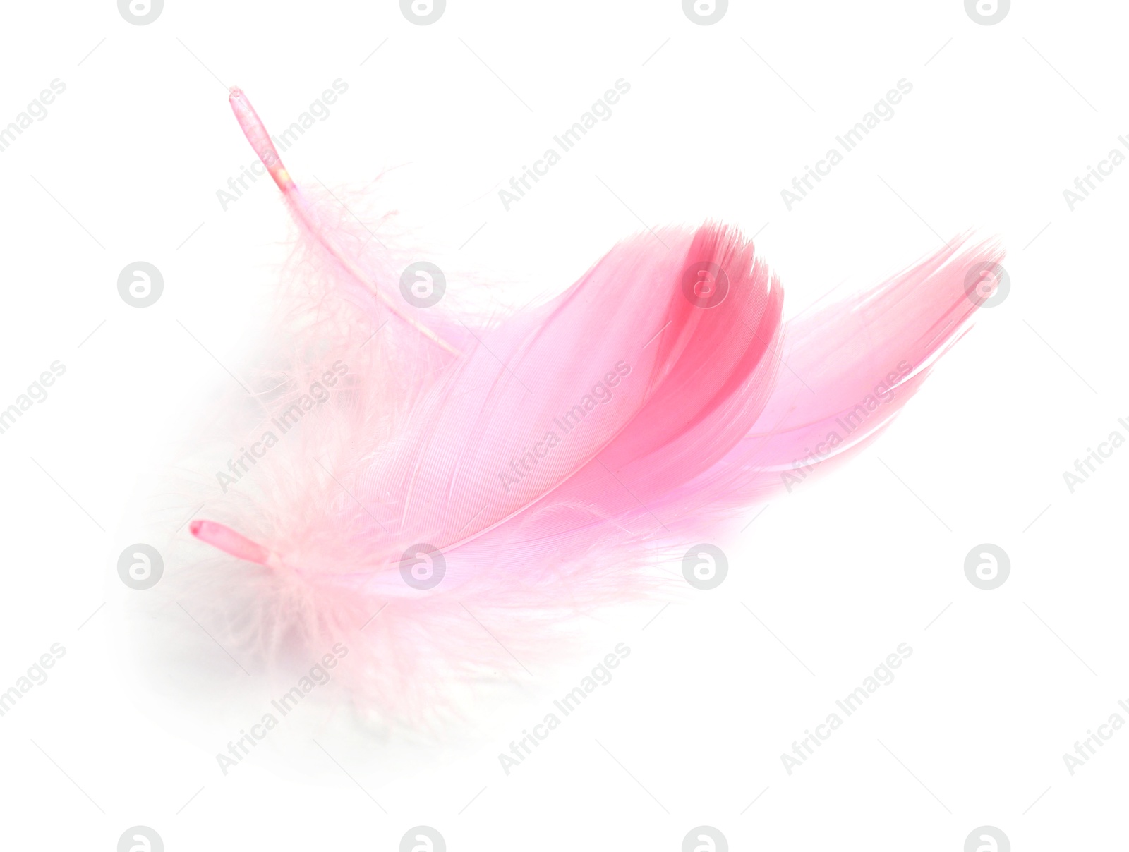 Photo of Two fluffy light feathers isolated on white