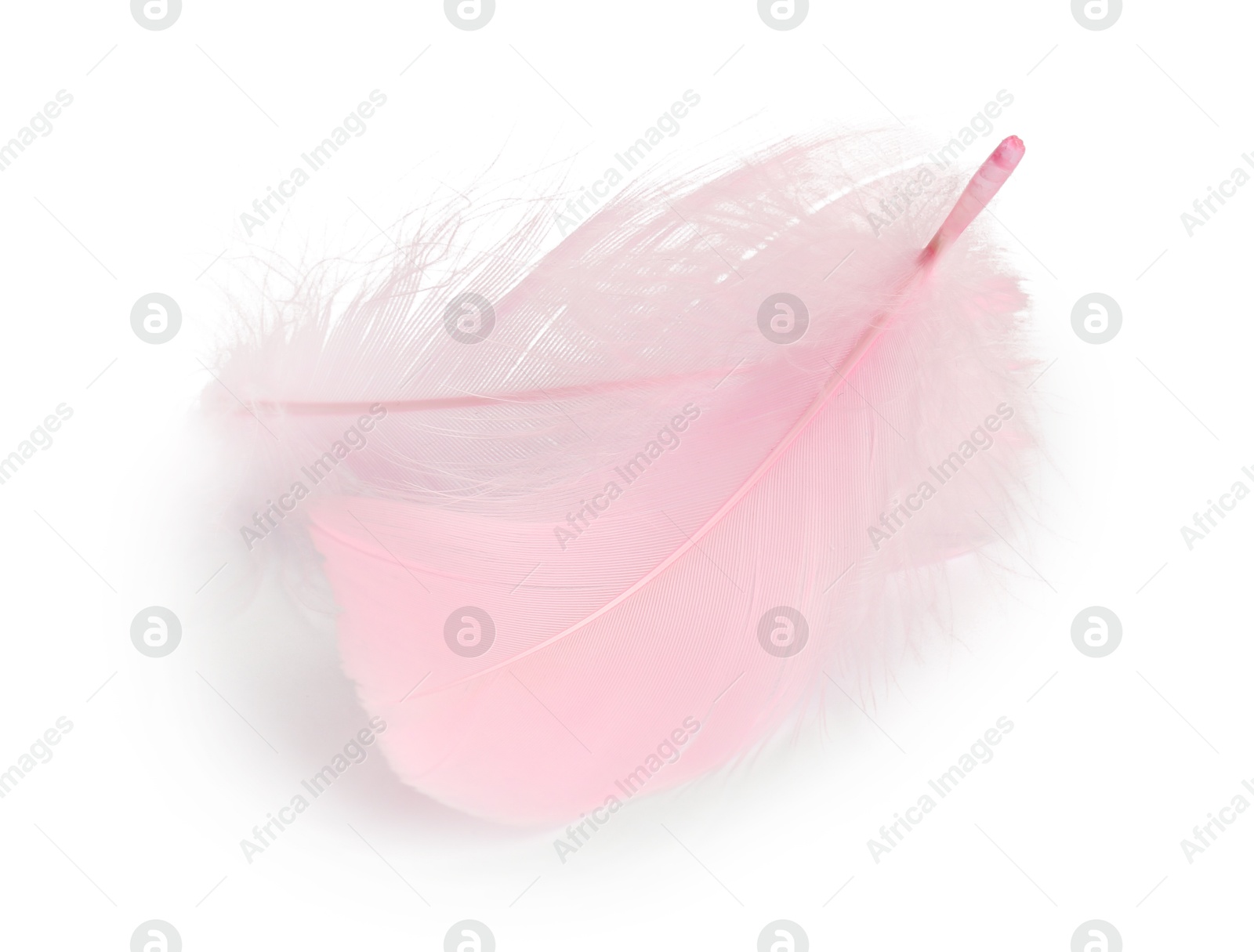 Photo of Two fluffy light feathers isolated on white