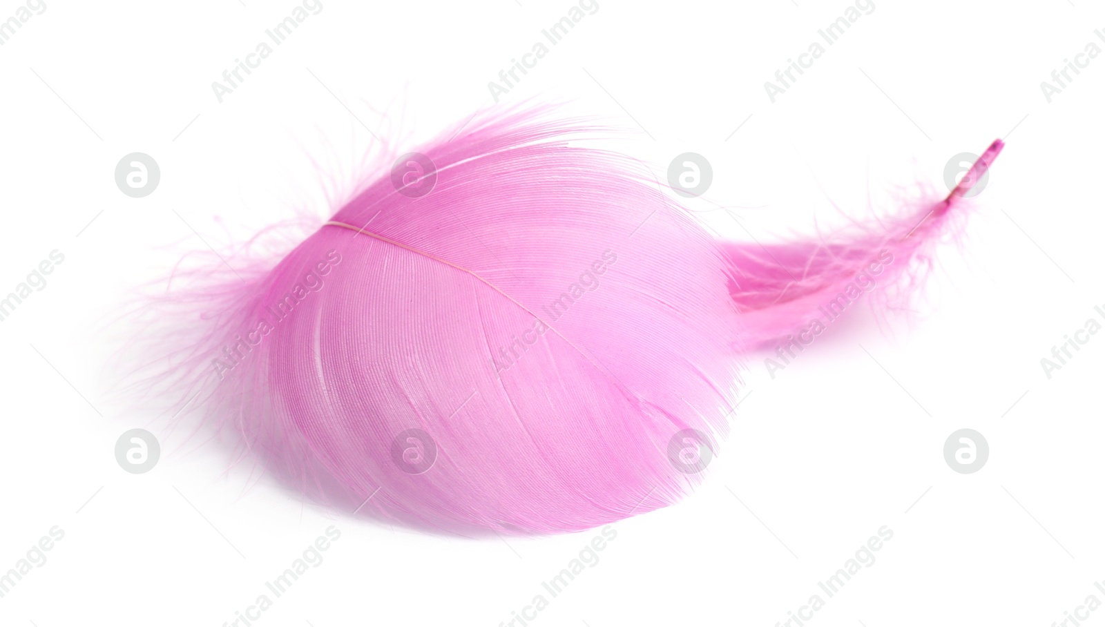 Photo of Two fluffy light feathers isolated on white