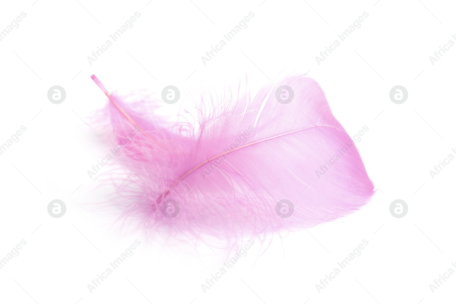 Photo of Two fluffy light feathers isolated on white