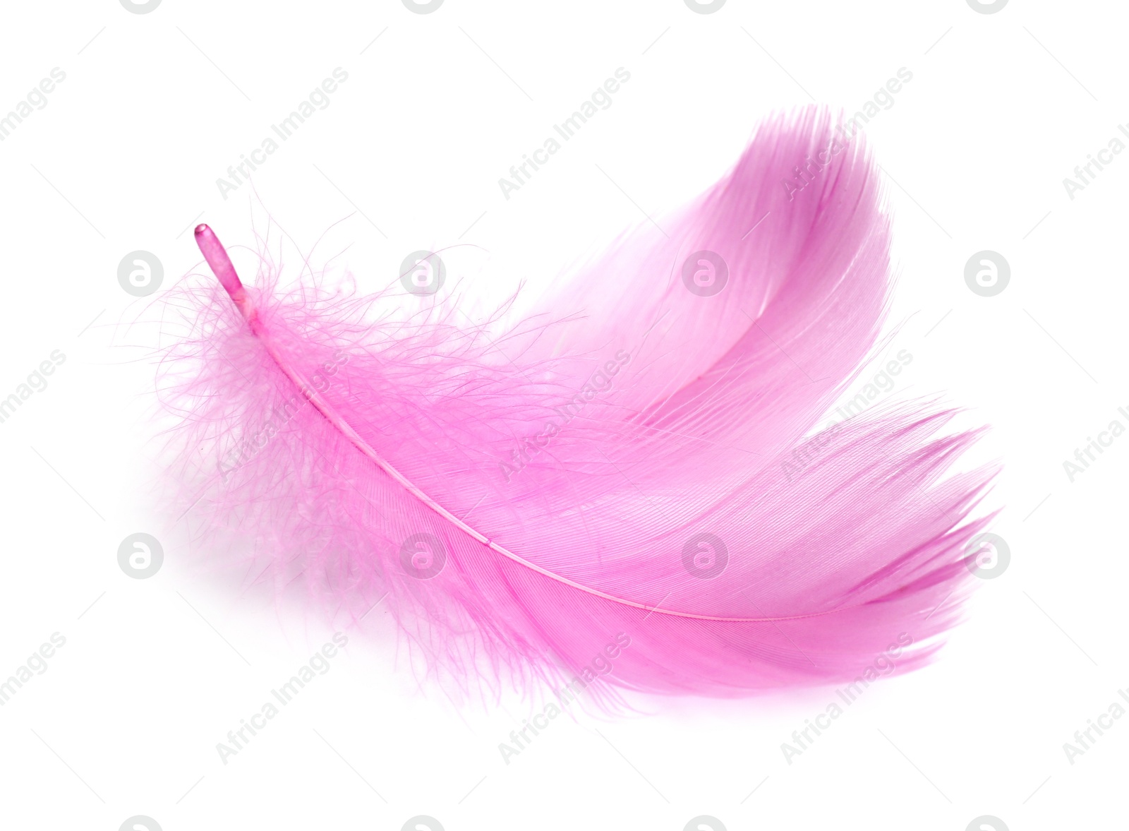 Photo of Two fluffy light feathers isolated on white