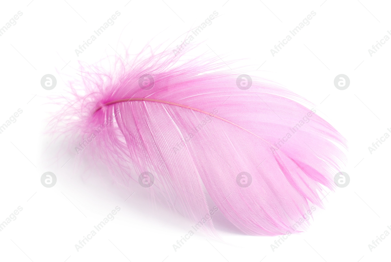 Photo of One fluffy light feather isolated on white