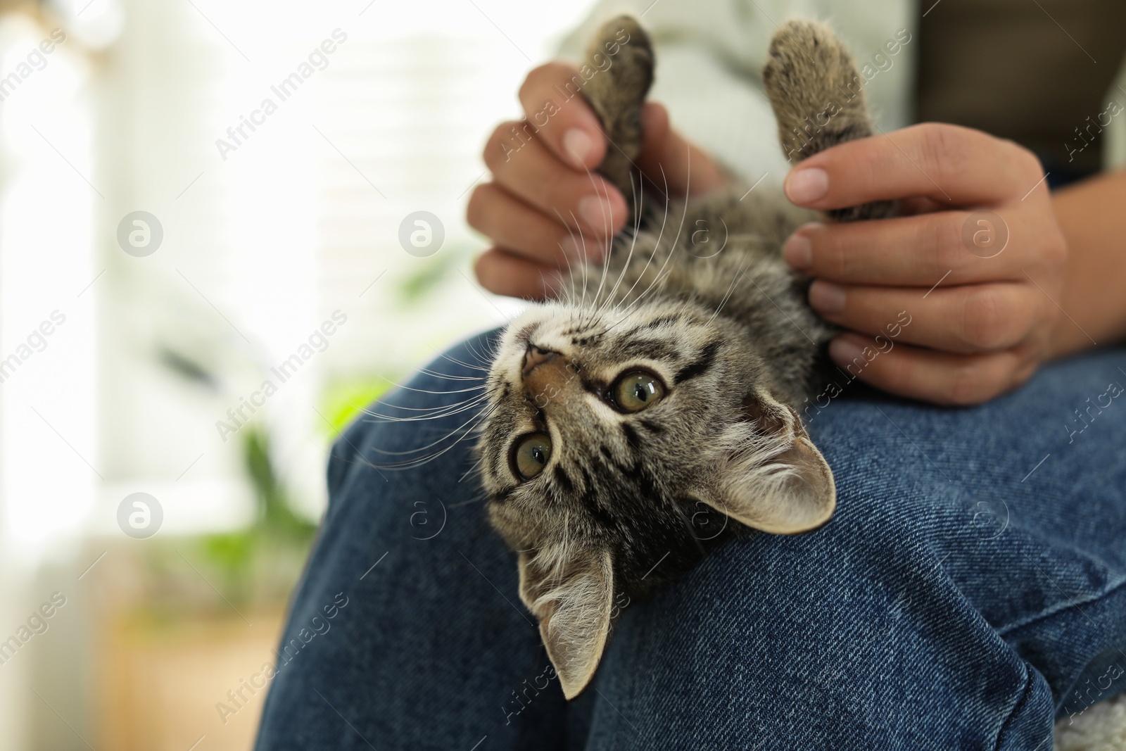 Photo of Woman with cute kitten at home, closeup