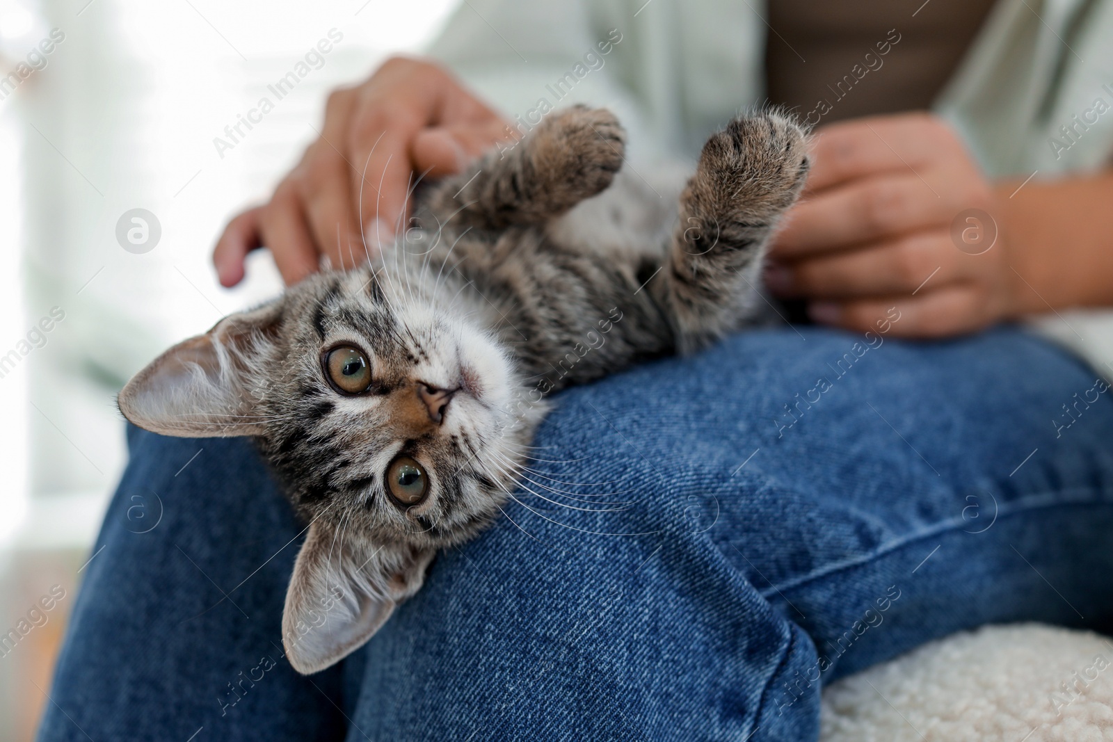 Photo of Woman with cute kitten at home, closeup