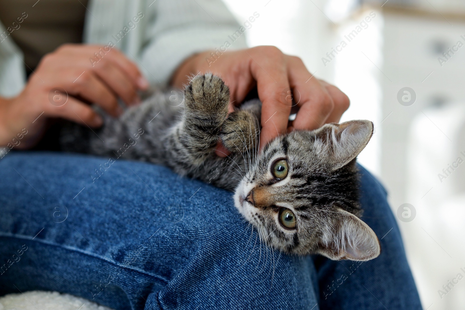 Photo of Woman with cute kitten at home, closeup