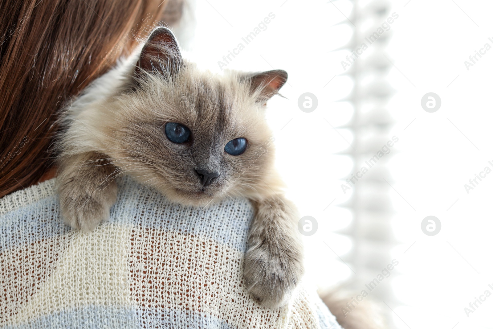 Photo of Woman with cute kitten near window at home, closeup. Space for text