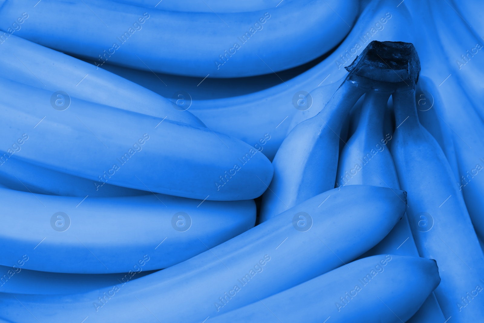 Image of Many fresh blue bananas as background, closeup