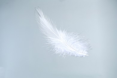 Photo of One beautiful fluffy feather isolated on white