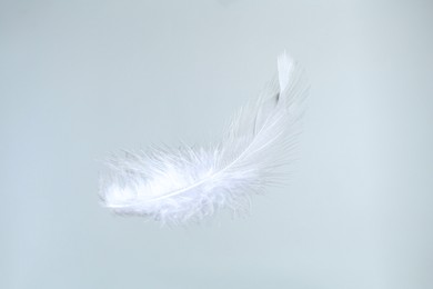 Photo of One beautiful fluffy feather isolated on white