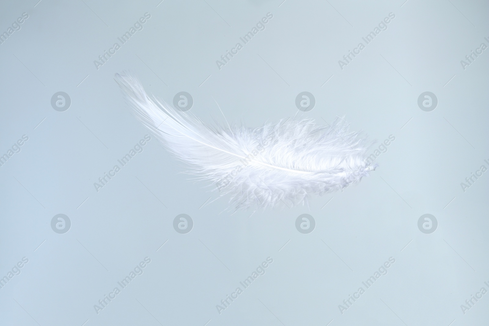 Photo of One beautiful fluffy feather isolated on white