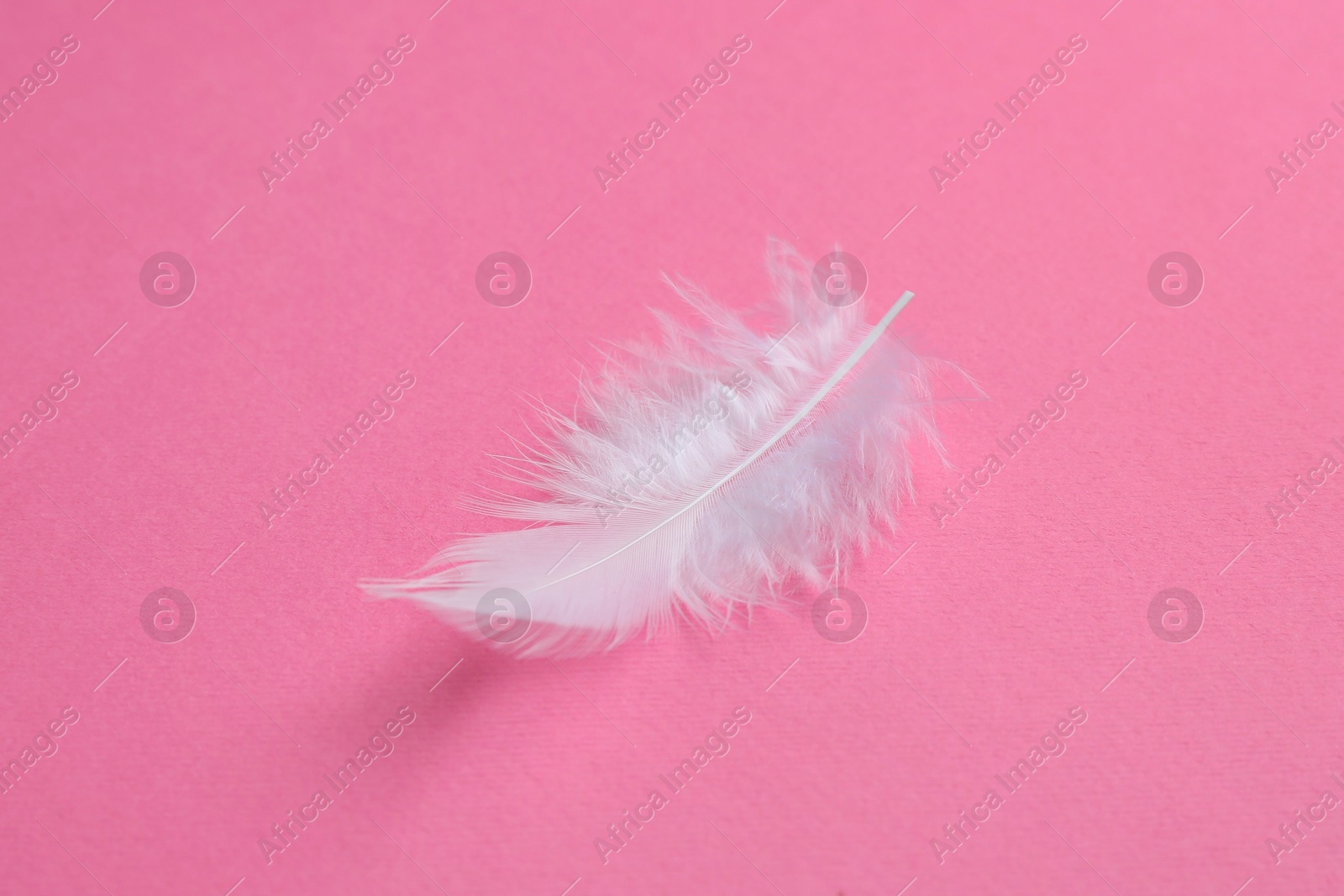 Photo of One beautiful fluffy feather on pink background, closeup