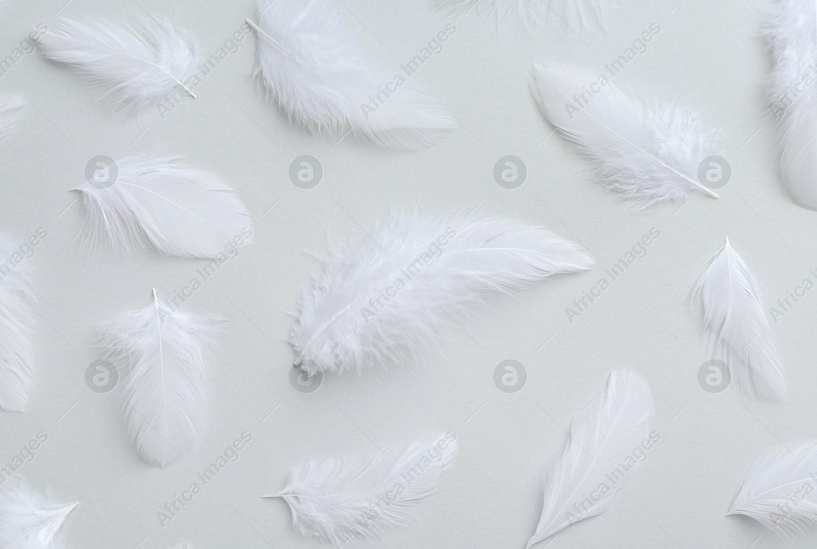 Photo of Beautiful fluffy feathers on light grey background, flat lay