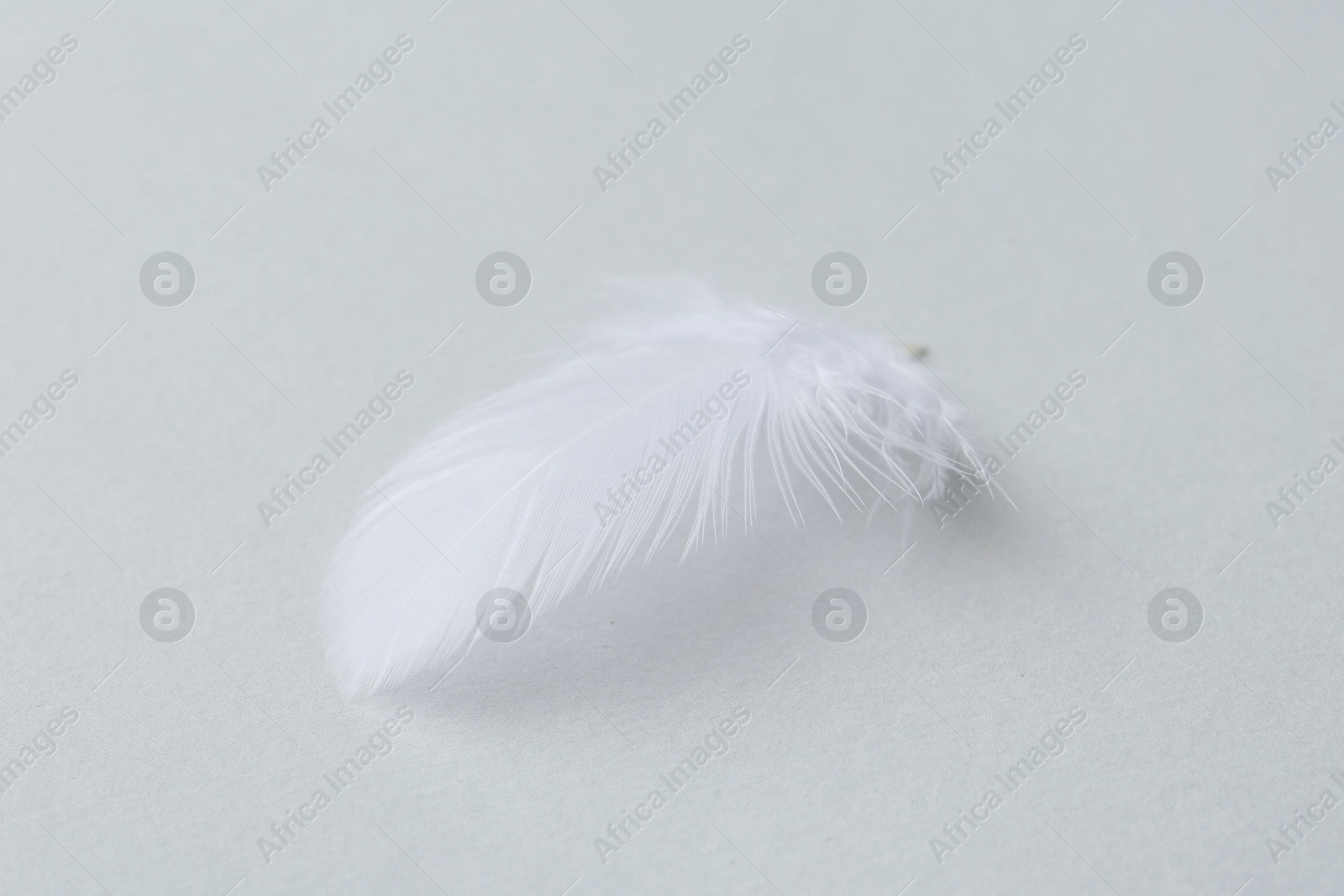 Photo of Beautiful fluffy feather on light grey background, closeup