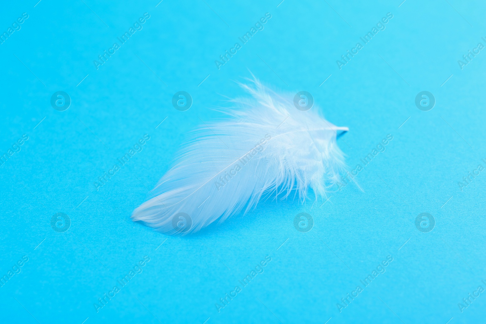 Photo of Beautiful fluffy feather on light blue background, closeup