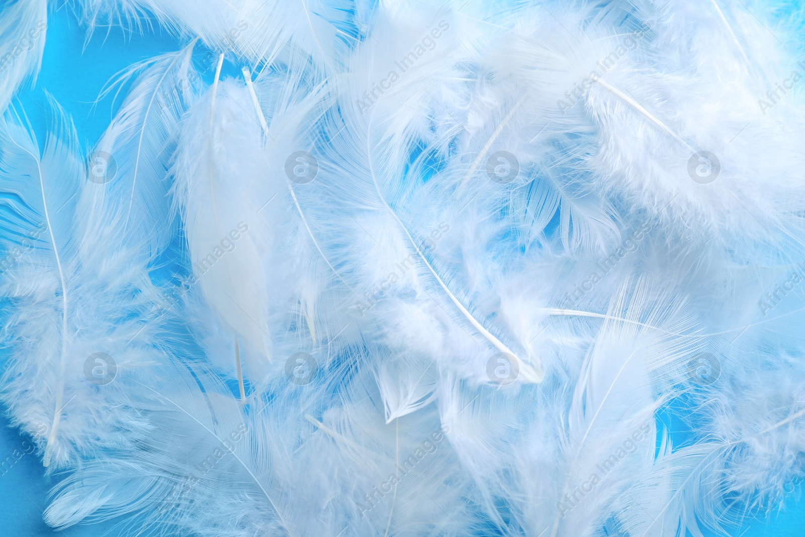 Photo of Beautiful fluffy feathers on light blue background, top view