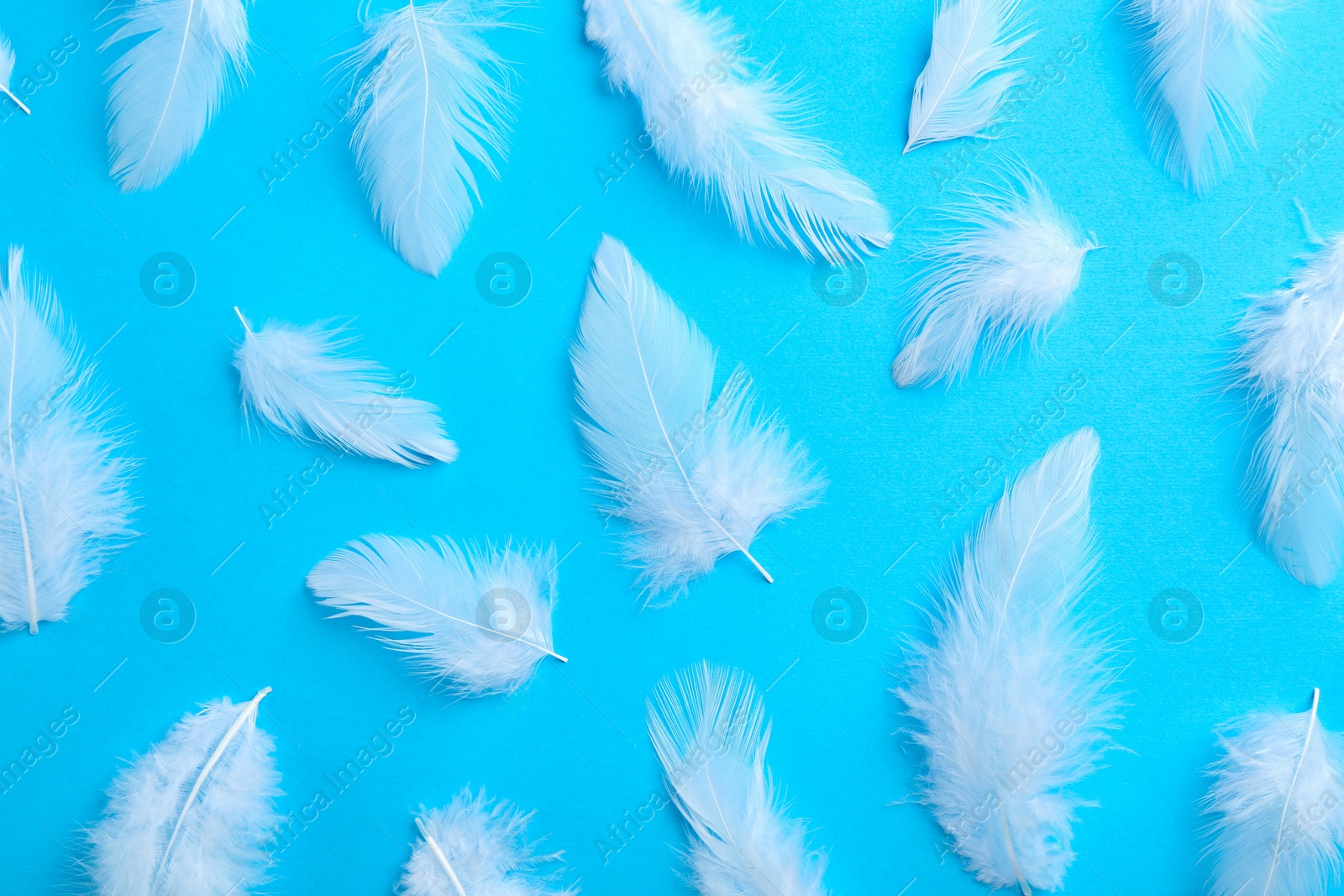 Photo of Beautiful fluffy feathers on light blue background, flat lay