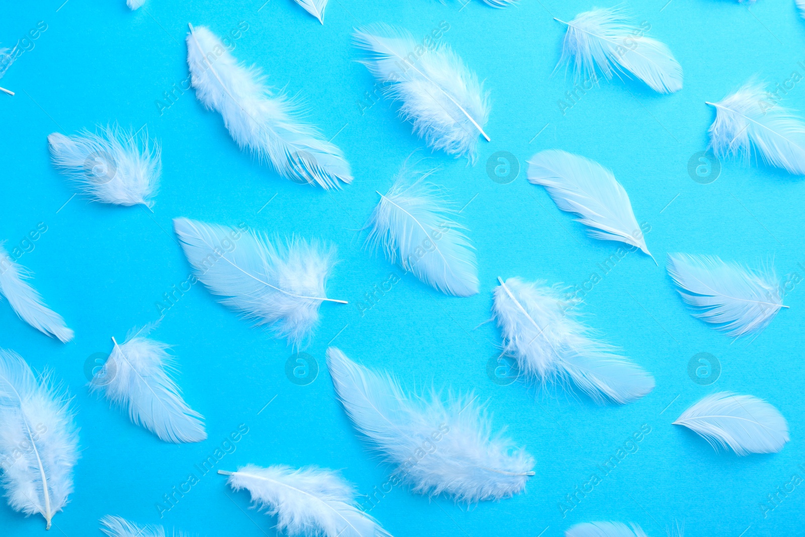 Photo of Beautiful fluffy feathers on light blue background, flat lay