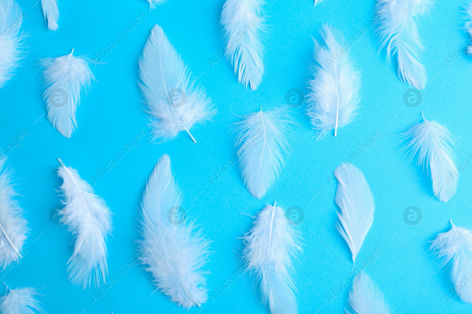 Photo of Beautiful fluffy feathers on light blue background, flat lay