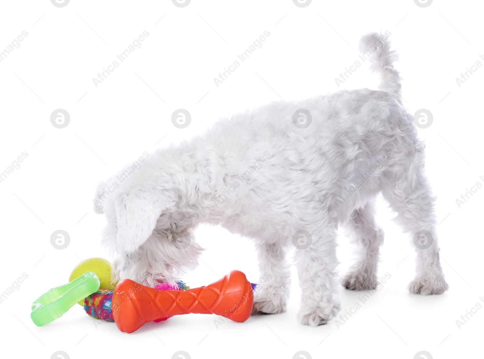 Photo of Cute dog playing with different toys on white background. Adorable pet