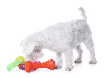 Photo of Cute dog playing with different toys on white background. Adorable pet