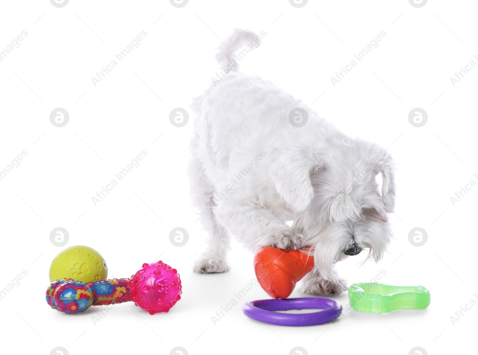 Photo of Cute dog playing with different toys on white background. Adorable pet