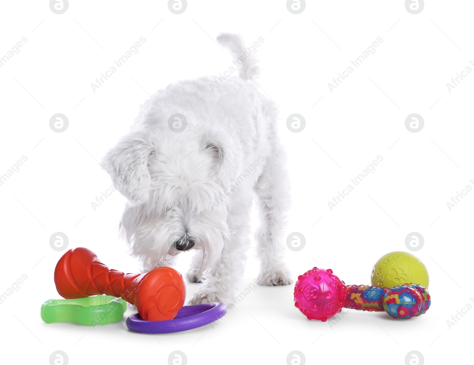 Photo of Cute dog playing with different toys on white background. Adorable pet