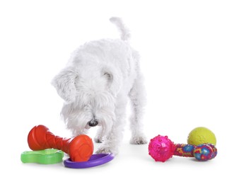 Photo of Cute dog playing with different toys on white background. Adorable pet