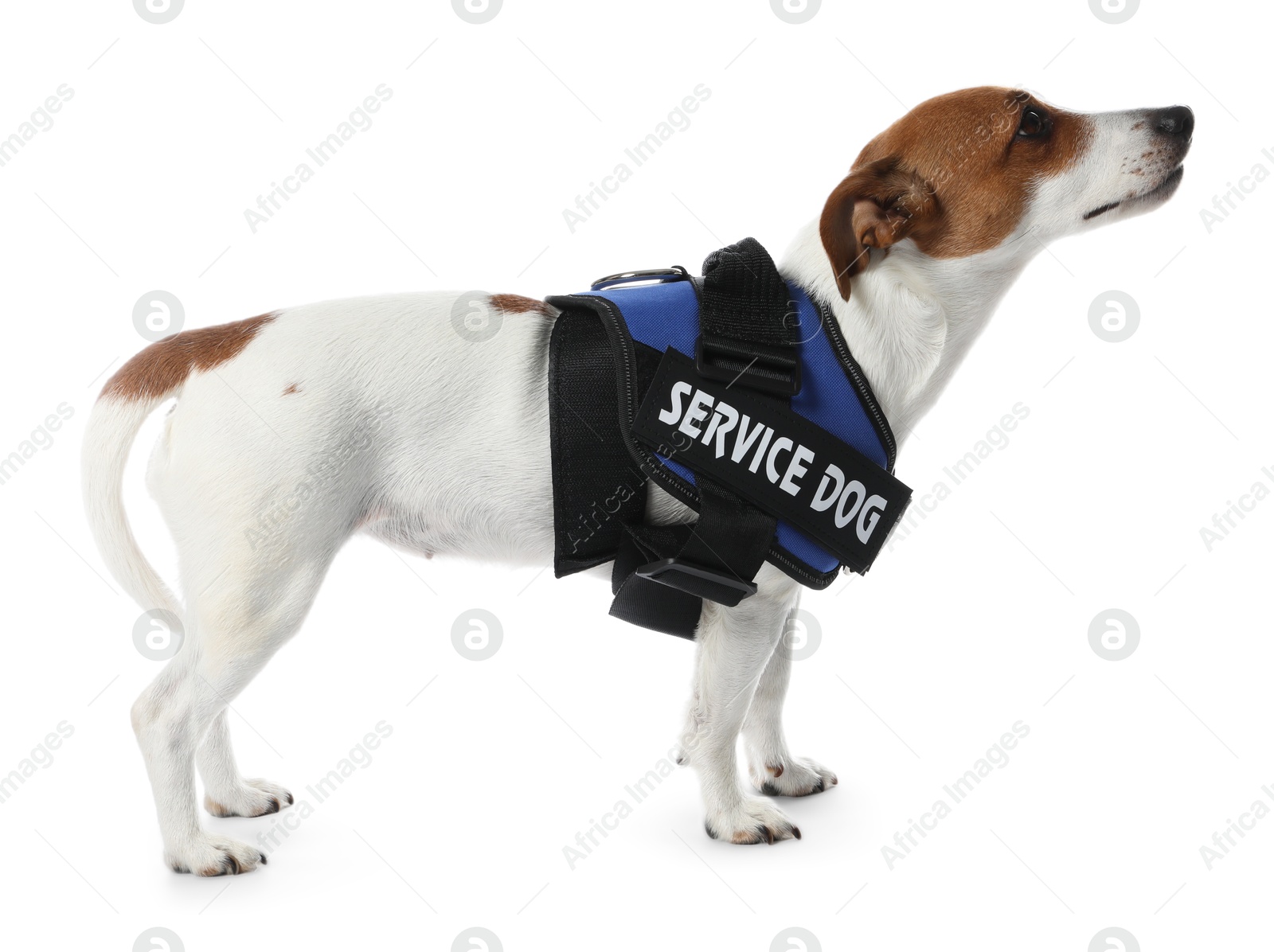 Photo of Service dog. Cute Jack Russell Terrier in vest isolated on white