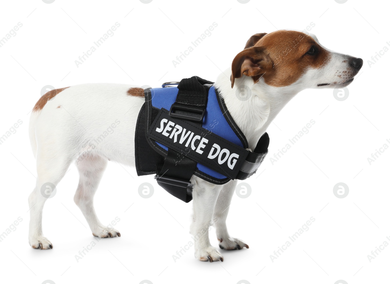 Photo of Service dog. Cute Jack Russell Terrier in vest isolated on white