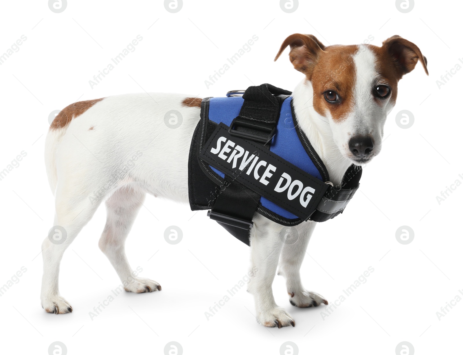 Photo of Service dog. Cute Jack Russell Terrier in vest isolated on white