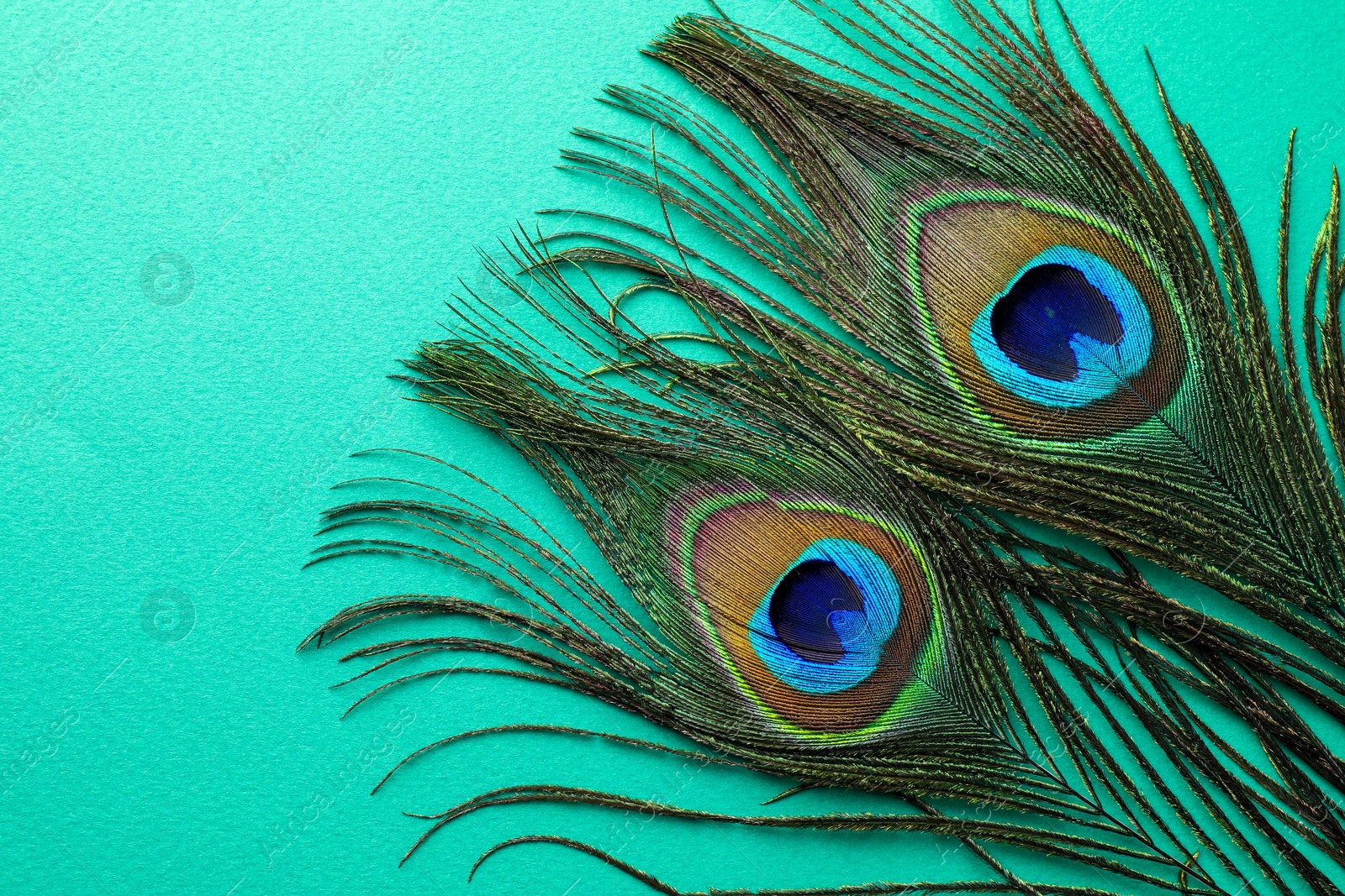 Photo of Two beautiful peacock feathers on turquoise background, top view