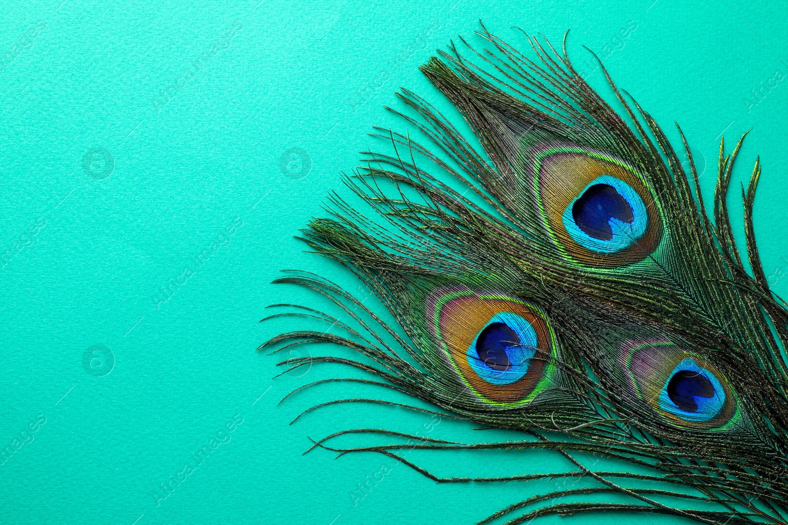 Photo of Many beautiful peacock feathers on turquoise background, top view. Space for text