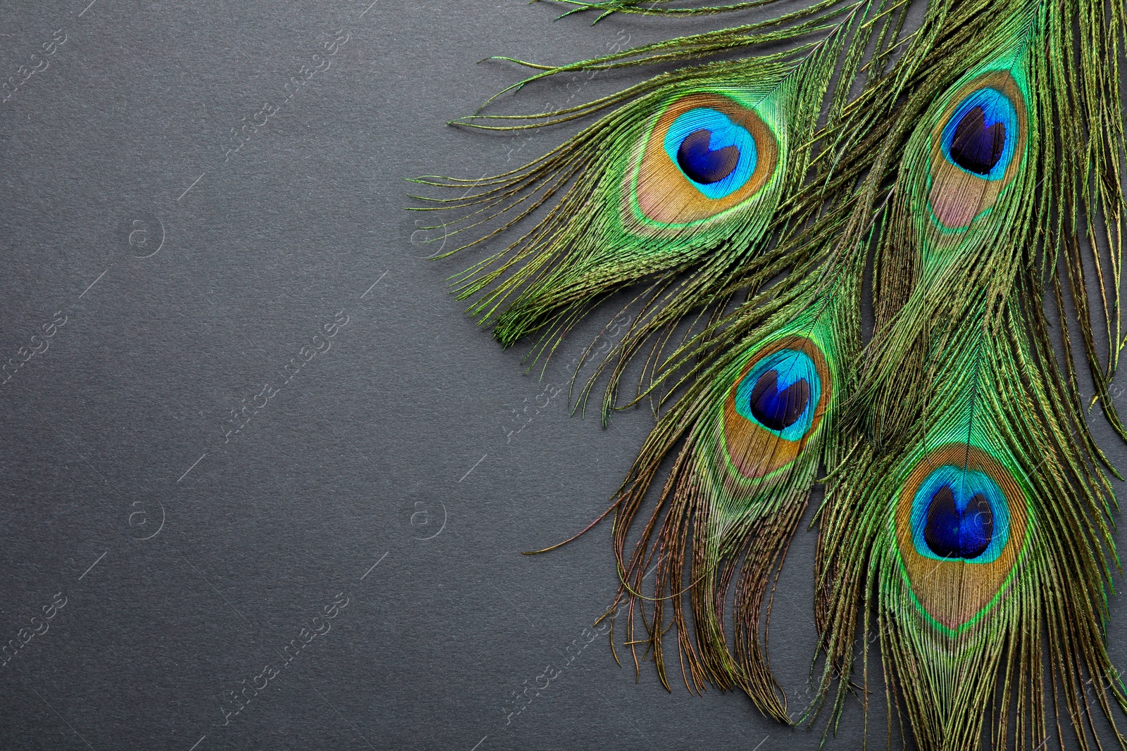 Photo of Many beautiful peacock feathers on dark grey background, top view. Space for text