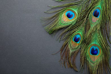 Photo of Many beautiful peacock feathers on dark grey background, top view. Space for text