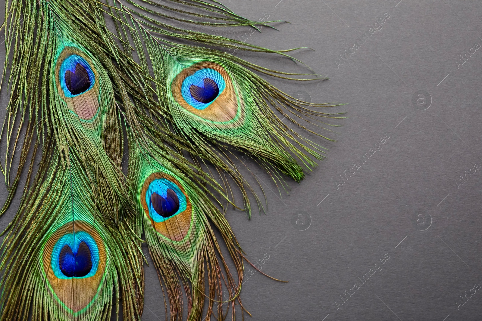 Photo of Many beautiful peacock feathers on dark grey background, top view. Space for text