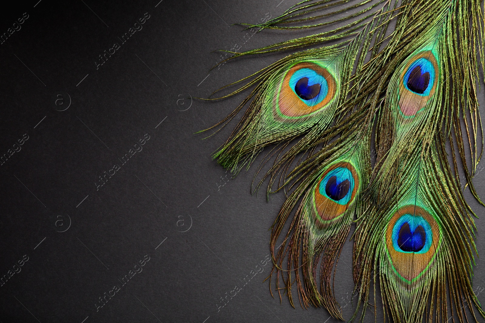 Photo of Many beautiful peacock feathers on dark grey background, top view. Space for text