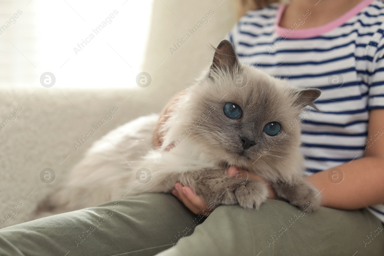 Photo of Little girl with cute kitten at home, closeup