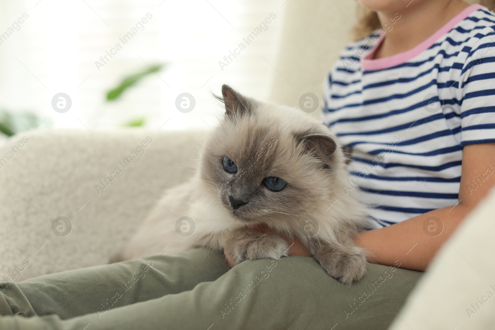 Photo of Little girl with cute kitten at home, closeup