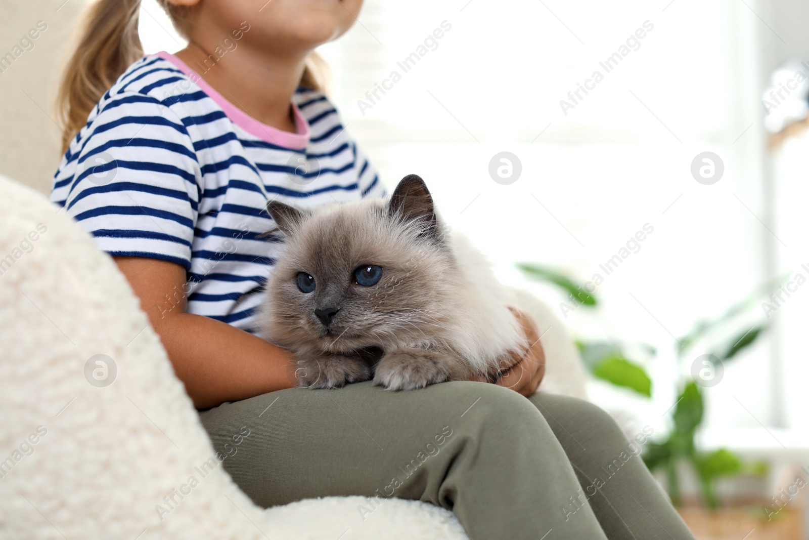 Photo of Little girl with cute kitten at home, closeup