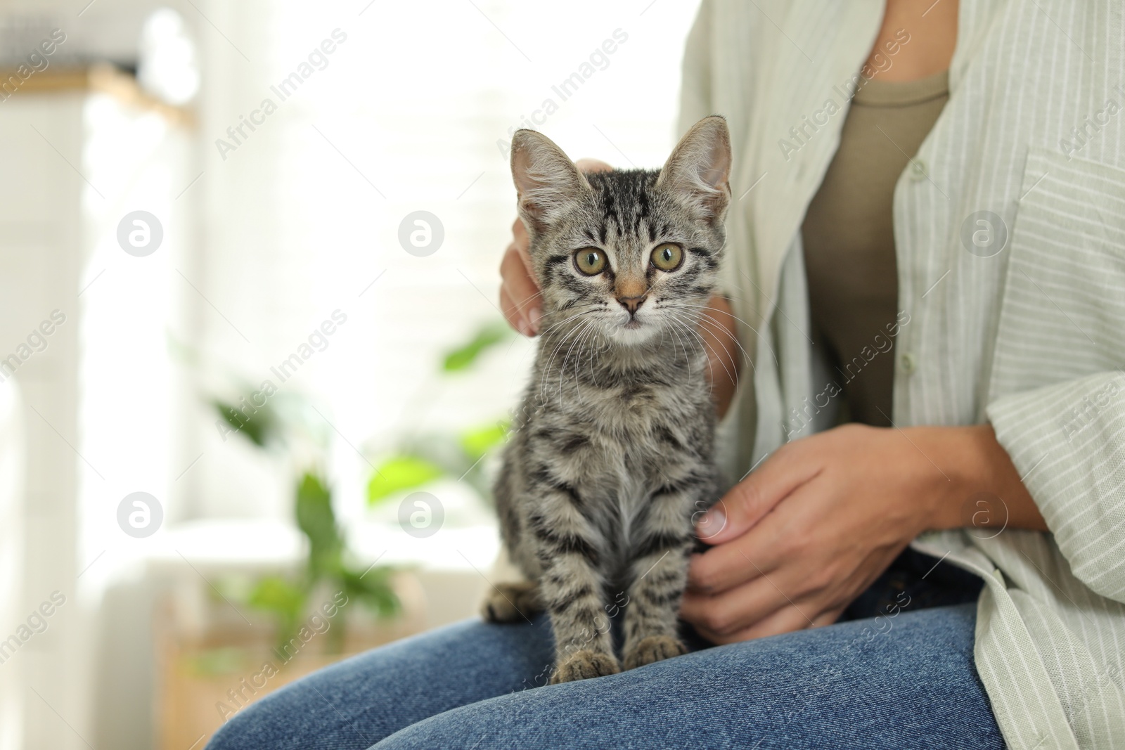 Photo of Woman with cute kitten at home, closeup