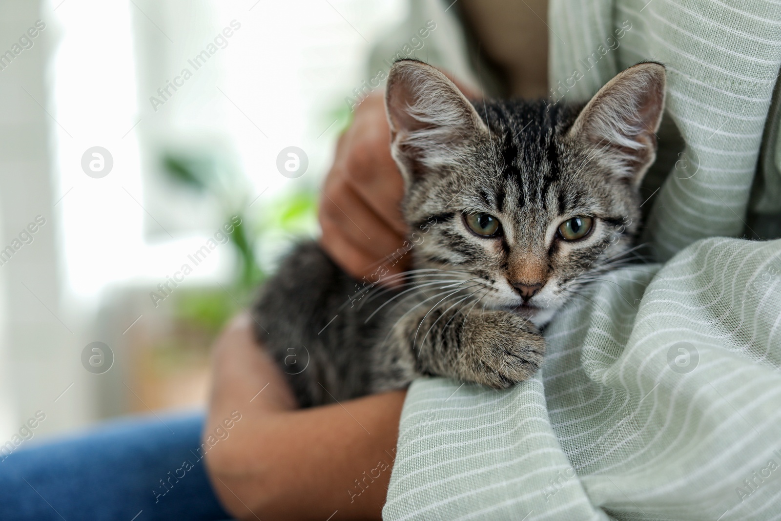 Photo of Woman with cute kitten at home, closeup