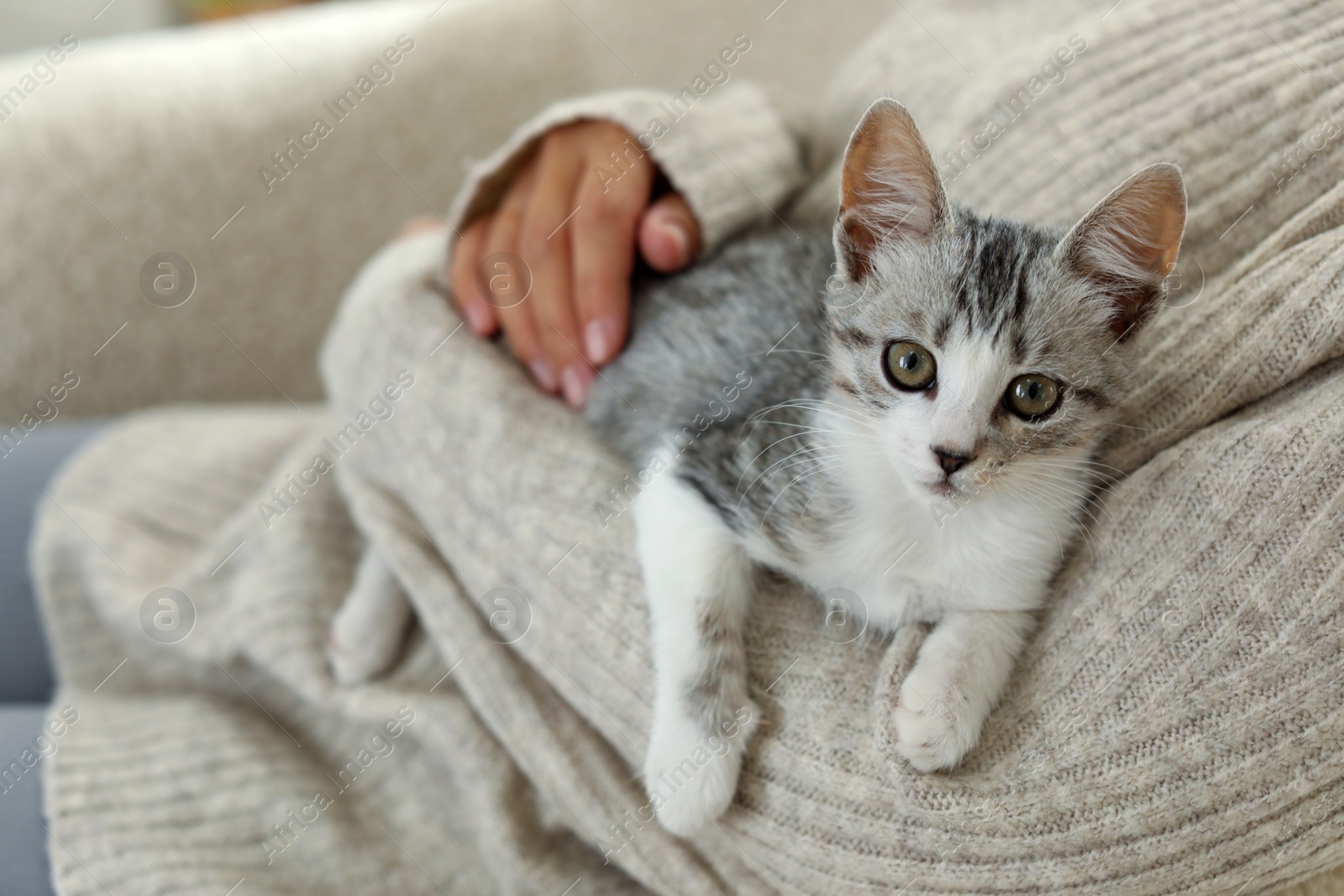 Photo of Woman with cute kitten at home, closeup