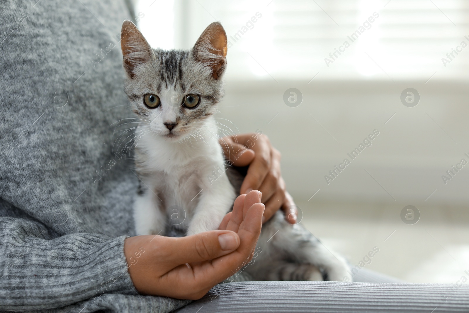 Photo of Woman with cute kitten at home, closeup