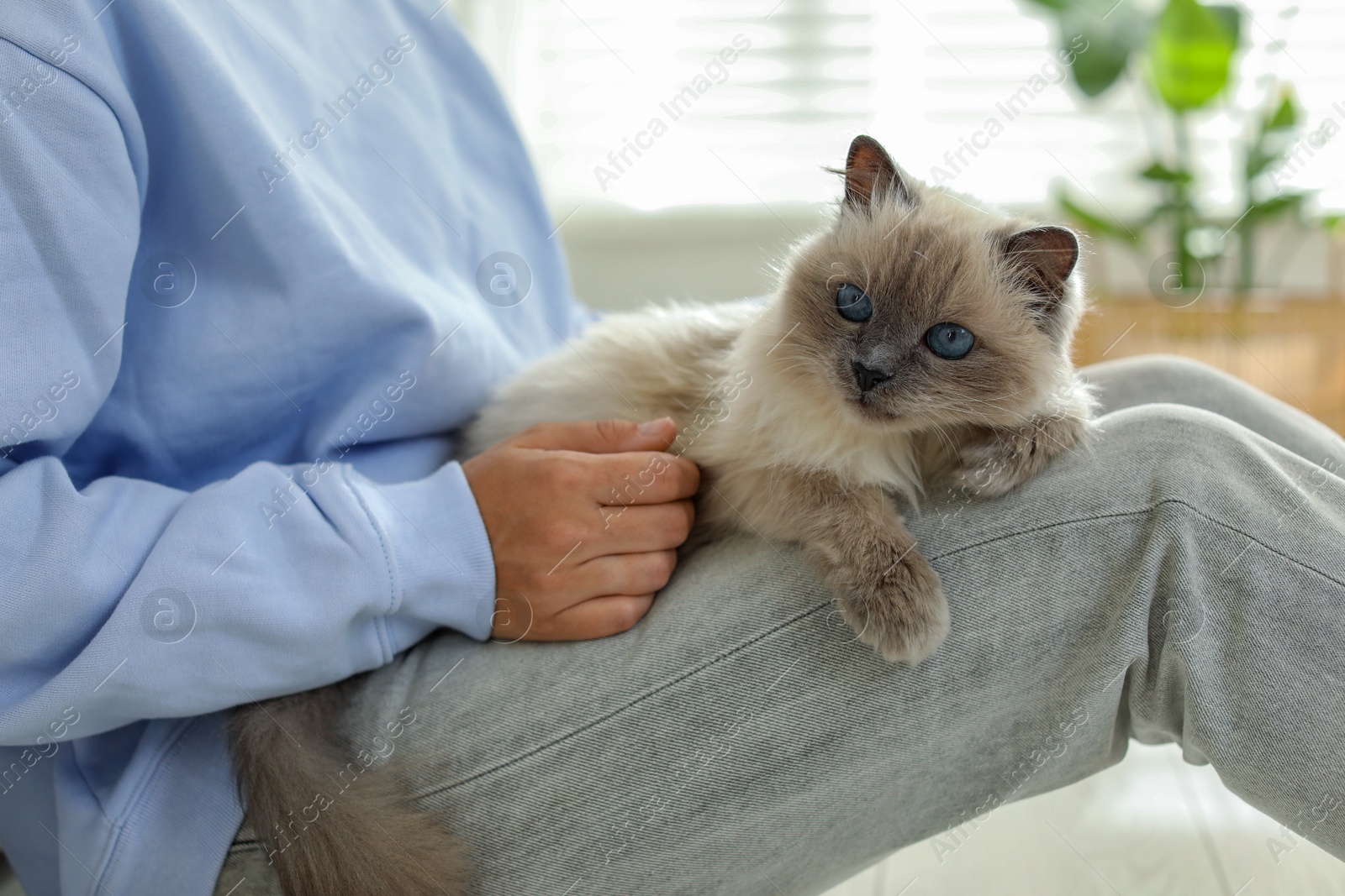 Photo of Woman with cute kitten at home, closeup