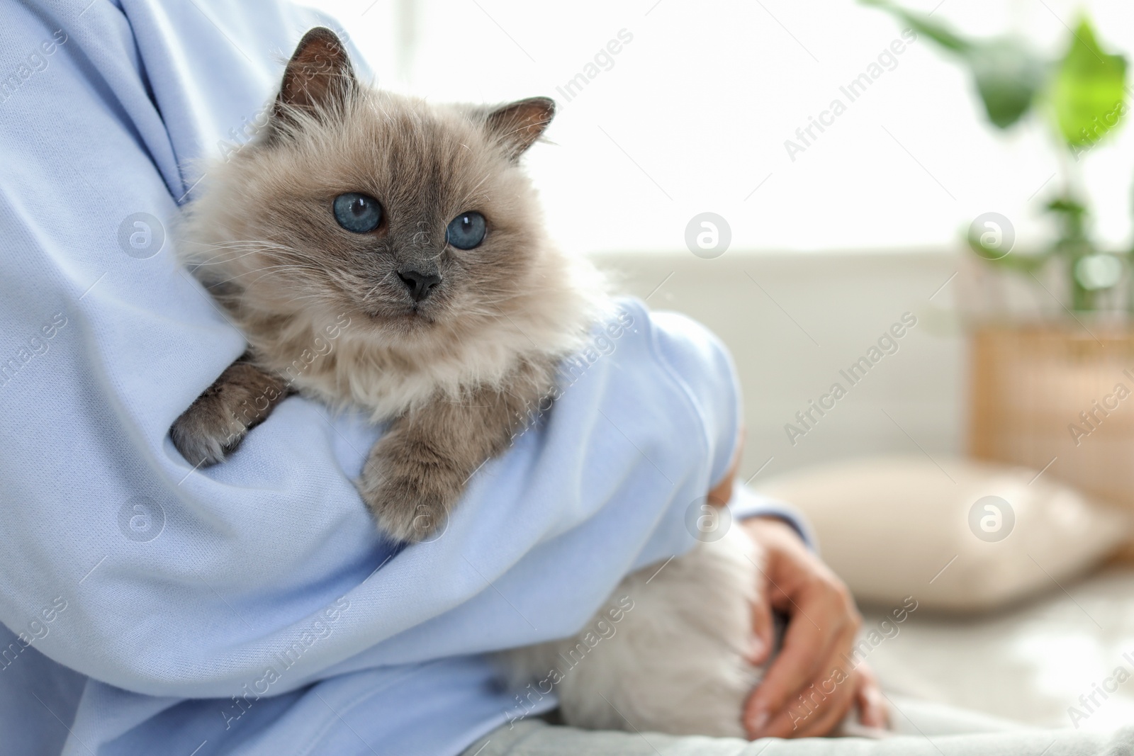 Photo of Woman with cute kitten at home, closeup