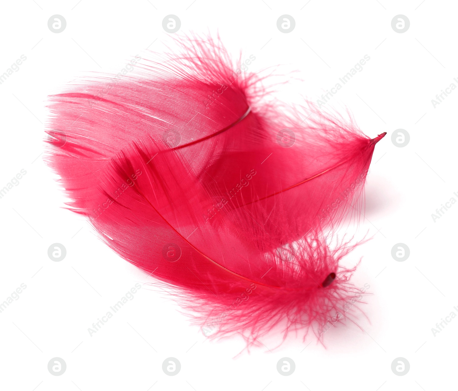 Photo of Three fluffy light feathers isolated on white